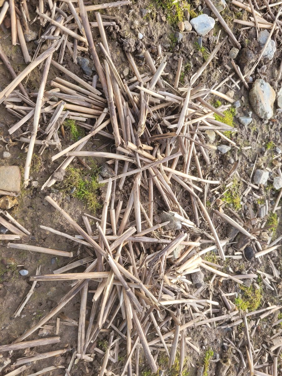 I found lots of these little heaps of straw in direct drilled osr. Is it worms that do this?