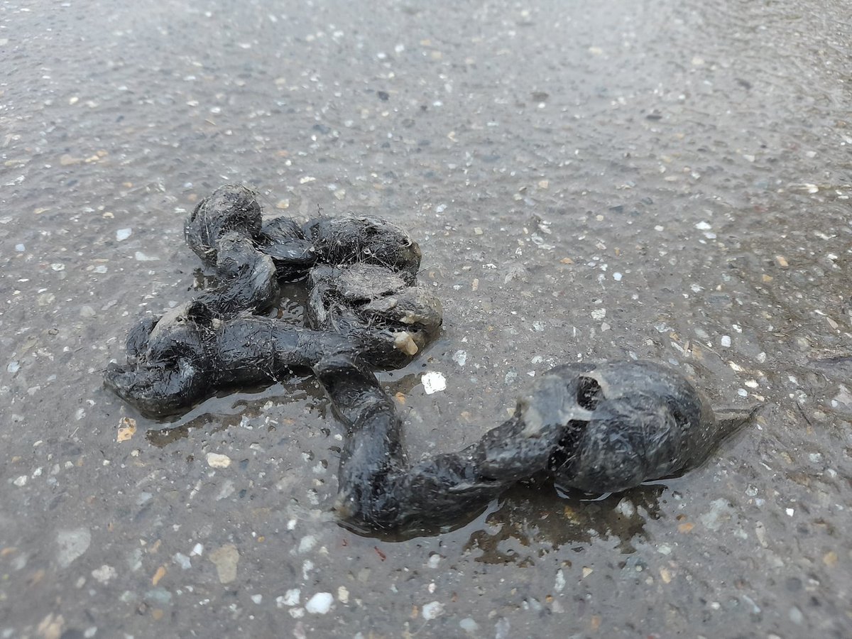 Mirjam Koedoot tweet media