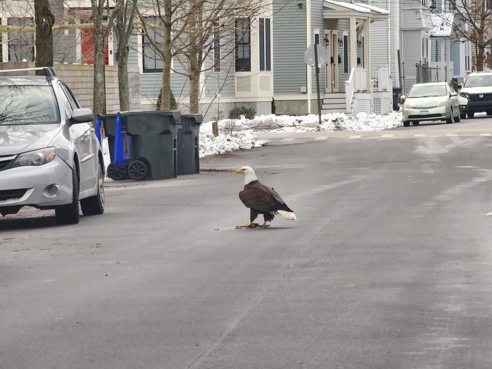 NBC10_Sam's tweet photo. PRETTY COOL- A Bald Eagle touched down in Providence. TJ Allen took this photo Saturday, he says he watched as the bird flew down to grab a dead rat that was run over. @NBC10 https://t.co/qH54n7qCZZ