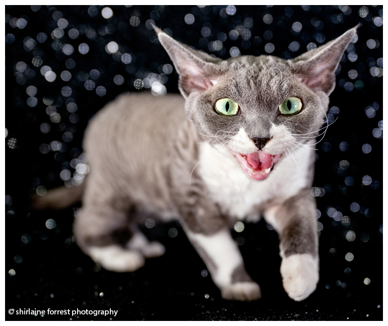 Shirlainephoto's tweet photo. Gallery of
@Supremecatshow
#Coventry &amp; #Leicester  Championship Show...  https://t.co/VNt7lG7T37

@UKNikon @NikonEurope @GettyImages #GCCF #catshow #cat #catportrait #catphotography #BritishShorthair #DomesticLonghair #Lykoi #pedigree #bestinshow #neko #gato #nikonz8 #Nikon https://t.co/JQXQQwmx3s