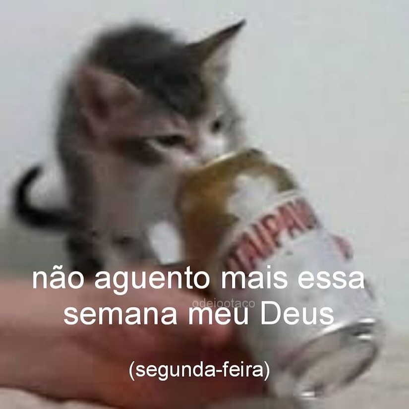 perfil dedicado a gatinhos e peitos (@odeiootaco) on Twitter photo 