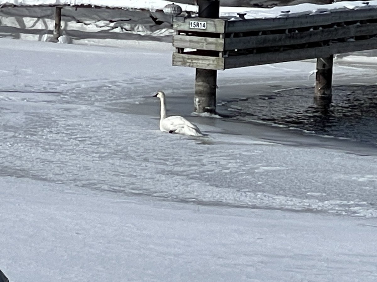 JerryChomyn's tweet photo. Lonely day at the marina even when you’re #beautiful https://t.co/PF8U0QYRxU