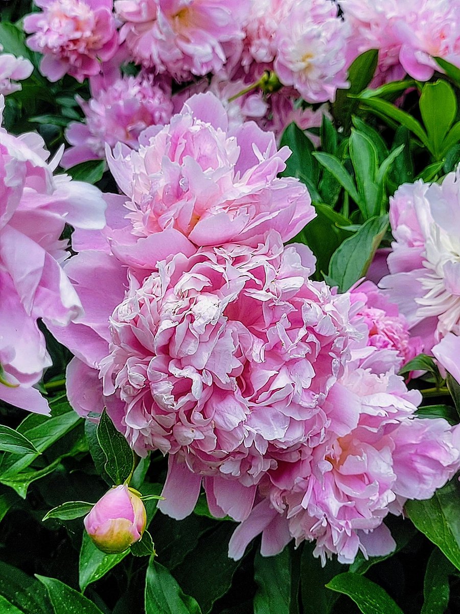 Needed a little pink Peony love for my Birthday week!💗💗💗 I think they're my favorite flower to photograph!💐📷 destinationcharming.com #flowerphotography #pinkflowers #peonies