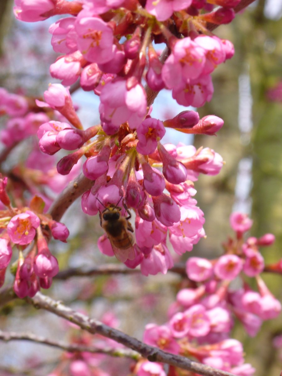 SLGardens's tweet photo. Prunus Kursar is not usually in flower this early, always covered with bees and makes an excellent small tree
#GardensHour #SmallTree #Cherry #Pollinator #PinkFlowers #FebruaryJoy #OpenGarden #YorkshireGarden https://t.co/YCezaCCznI