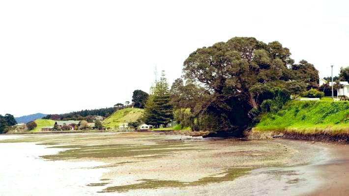 TUKNews I Te Rūnanganui o Ngāti Hikairo has been advised that some branches of the famous rākau Tangi Te Korowhiti have dropped onto the beach of Kāwhia Moana #TangiTeKorowhiti #TePapaOKārewa #KāwhiaMoana #TainuiWaka facebook.com/share/p/2e9NyN…