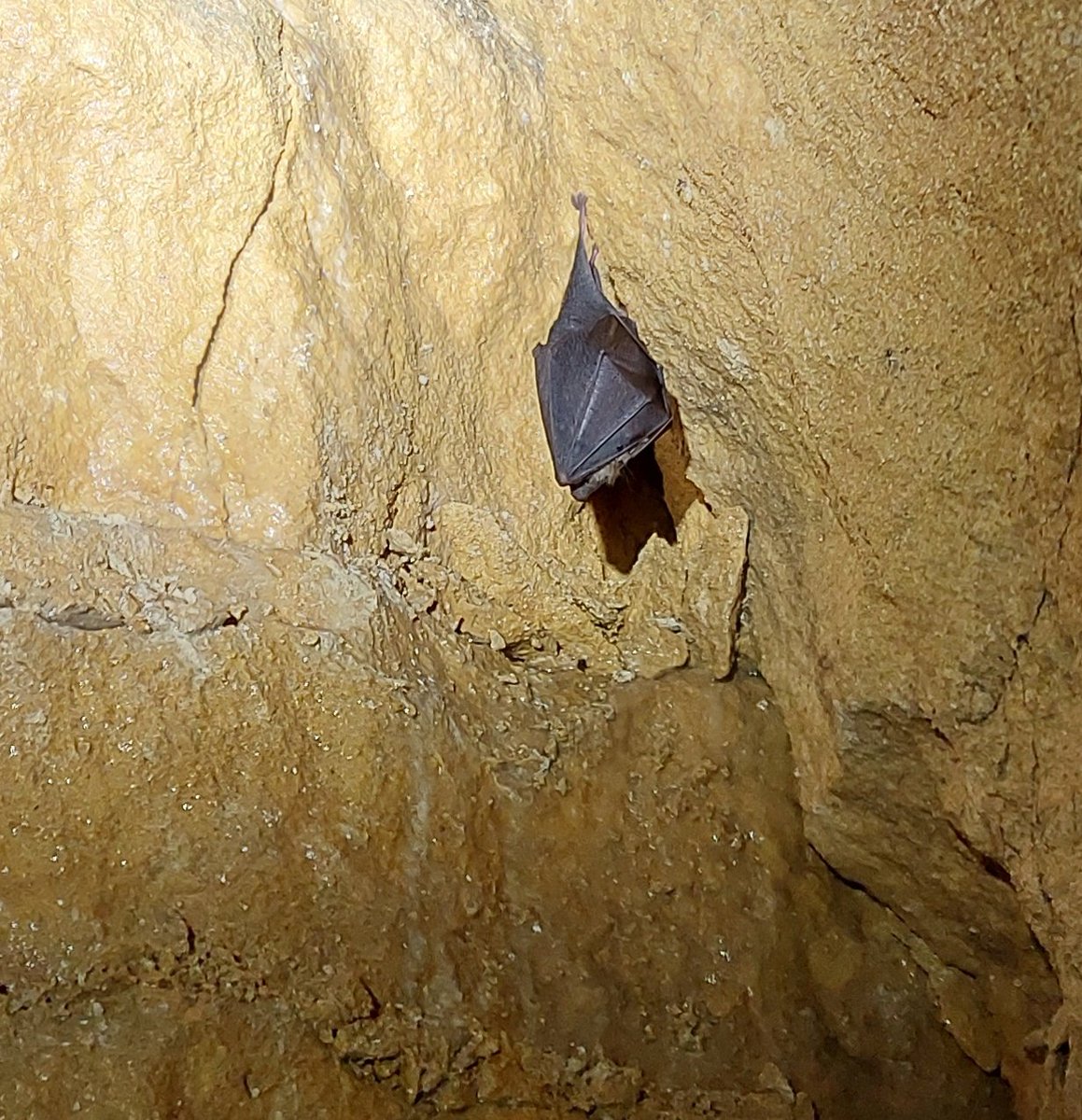 Another day monitoring bats deep in the Bath Stone Mines. I am always amazed they find tiny crevices to cling to in the complete darkness. 🦇🦇