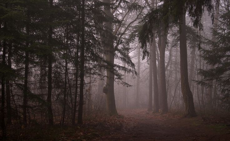 elemmiressoul's tweet photo. dark forest. https://t.co/wj8NkYCN4V