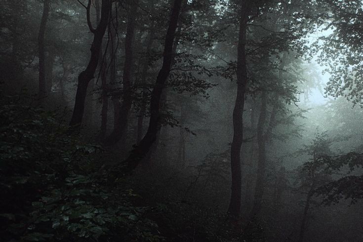 elemmiressoul's tweet photo. dark forest. https://t.co/wj8NkYCN4V