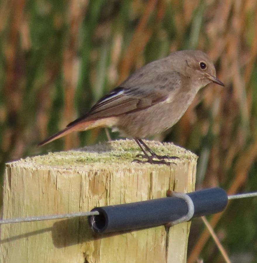 BarneyBirder's tweet photo. Black redstart ---found by Brendan McNamara yesterday --- very active around Reenroe beach car park and adjacent field today -- a first for both of us -- nice one Number 3 !!! 😀😀🐦 https://t.co/XSU4onJYrz