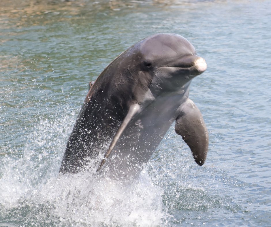 Talon's taking a splash into the fast lane #dolphin #welovedolphinseveryday #floridakeys #saltlife #marinemammals