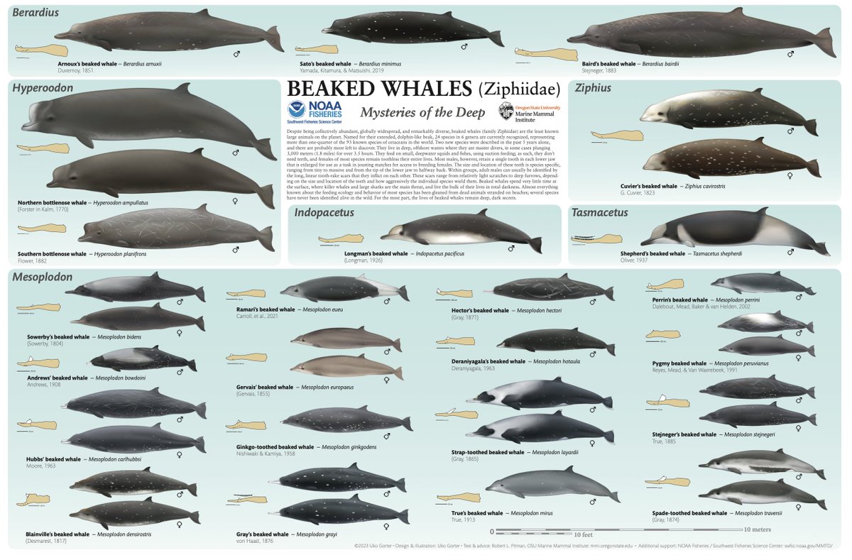 Fabulous @ukogorter poster of all 24 of the deep-diving, breath holding #beakedwhales & so nice to see the newest, Sato's beaked whale top of the chart next to our fave Baird's beaked whale! Free download bit.ly/3uDckyz @Defenders @marinemammalogy @whalesorg…