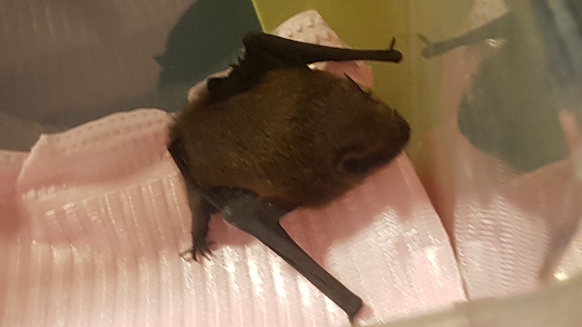 Hoi, ik ben een kleine vleermuis.
Ik zuig geen bloed en ik wil zeker niet in je haar blijven hangen.
Als ik per ongeluk je huis binnenvlieg, sla me dan alsjeblieft niet met cricketknuppels en bezemstelen, het doet echt pijn en ik ben zo bang. Het was een ongelukje, ik wilde niet