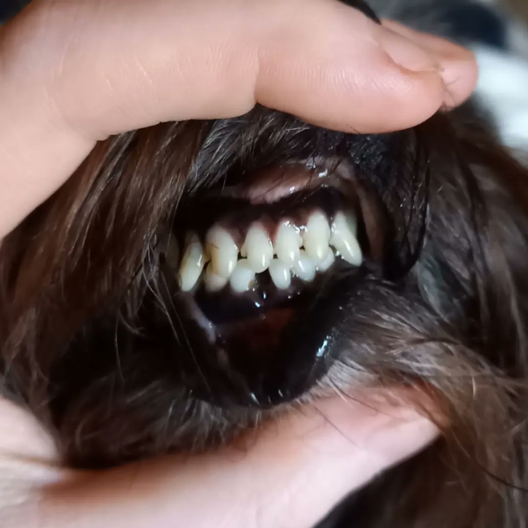 Baffy hat jetzt nach der #zahnop einen #zahn weniger.
#zähne #dentalsurgery #tooth #teeth #hundezahn #dogtooth #schneidezähne #incisors #havanese #havaneser #hund #hunde #dog #dogs #tier #tiere #animal #animals #pet #pets #haustiere #haustier #lucia #tierliebhaberin #dragonmeeri