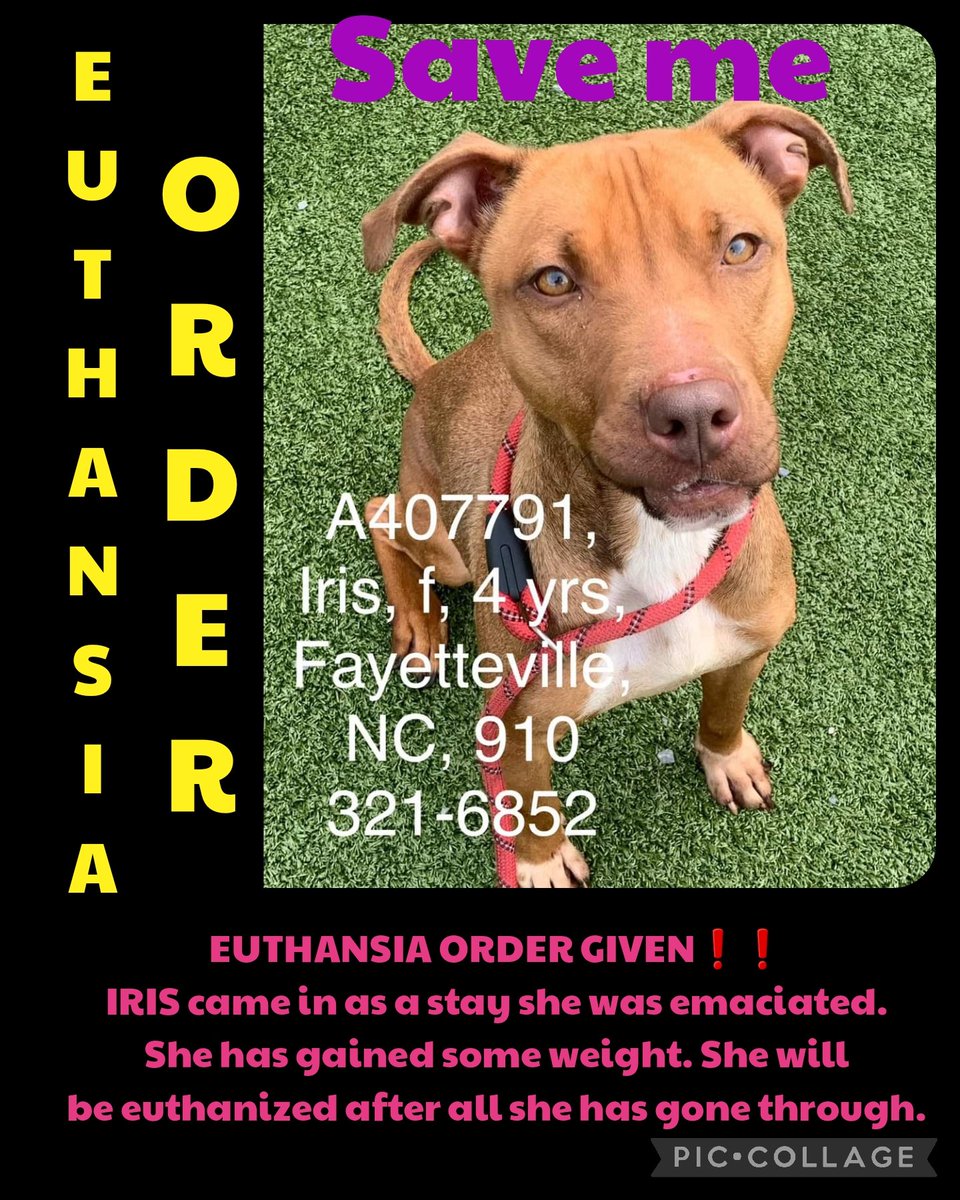 EUTHANSIA ORDER GIVEN❗️

IRIS came in as a stay she was emaciated.  She has gained some weight. She will be euthanized after all she has gone through

#A407791
4 yr

Cumberland Cnty Fayetteville, NC

#rescue #adopt #dogs #deathrowdogs #deathrow #codered 
#pitbull #cumberlandcnty