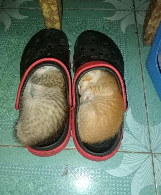 CatsInsideBox's tweet image. 