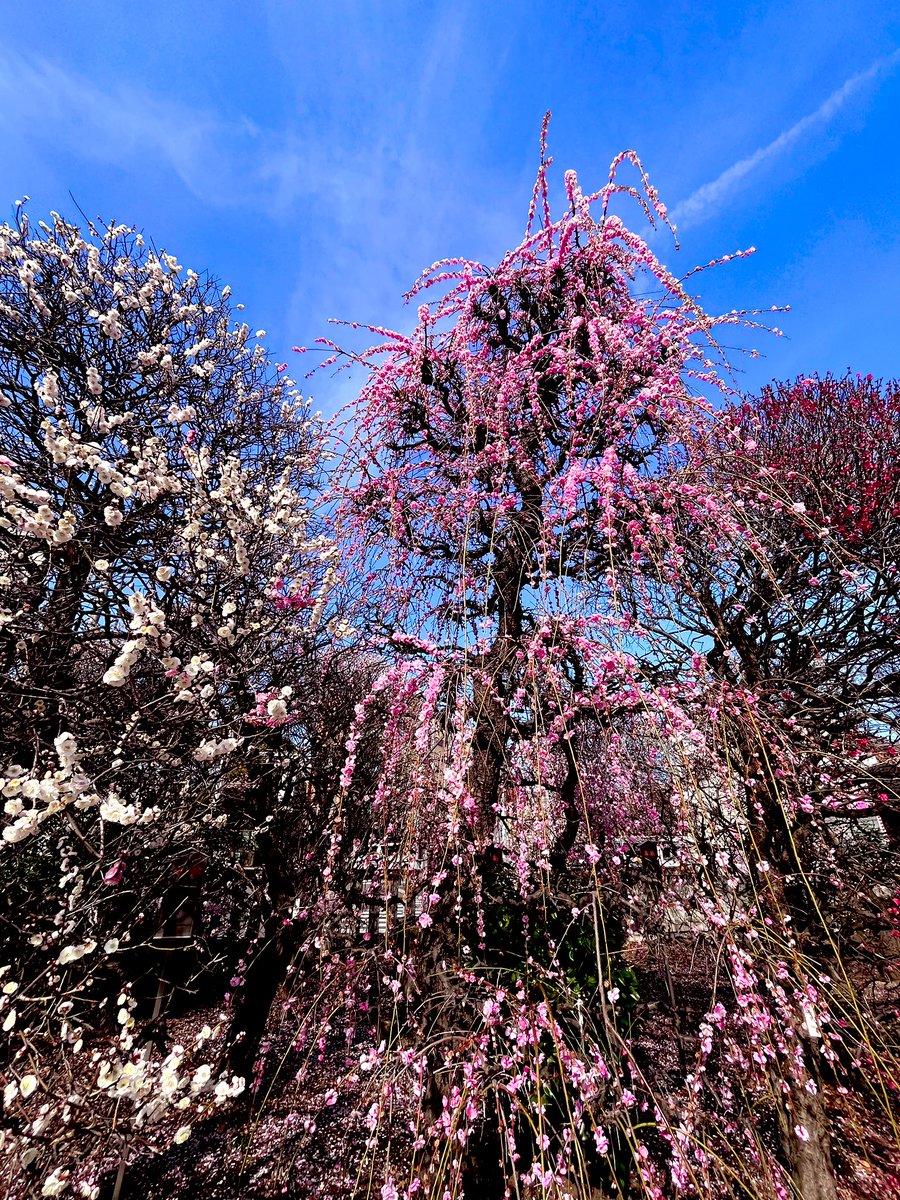 A friendly ojisan I met at Mukojima hyakkaen the other day told me about the amazing plum gardens at Katori shrine near Omurai station. I smiled and nodded and thanked him, but now that I’ve actually seen the place I feel like a dogeza would have been more appropriate. 🙇‍♀️