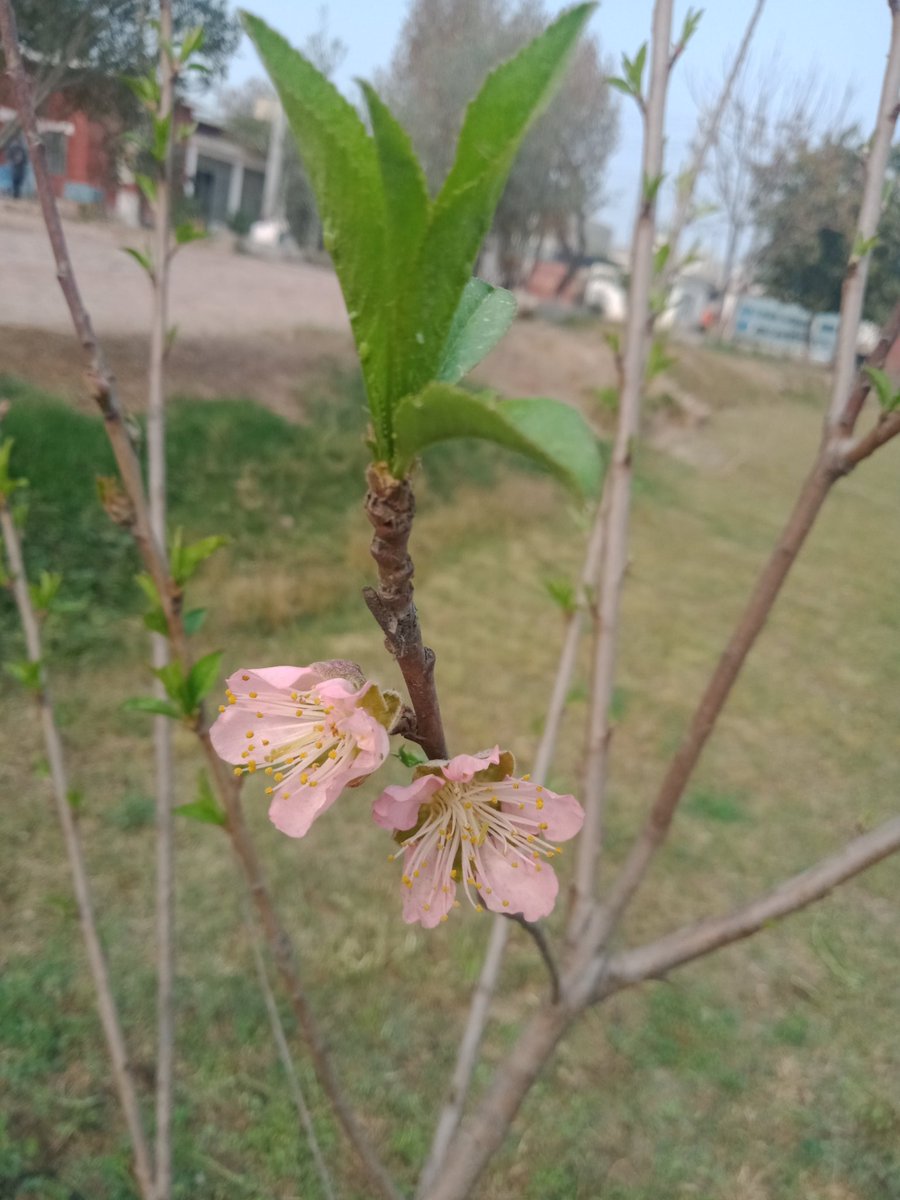 Sanamoffical's tweet image. #springf