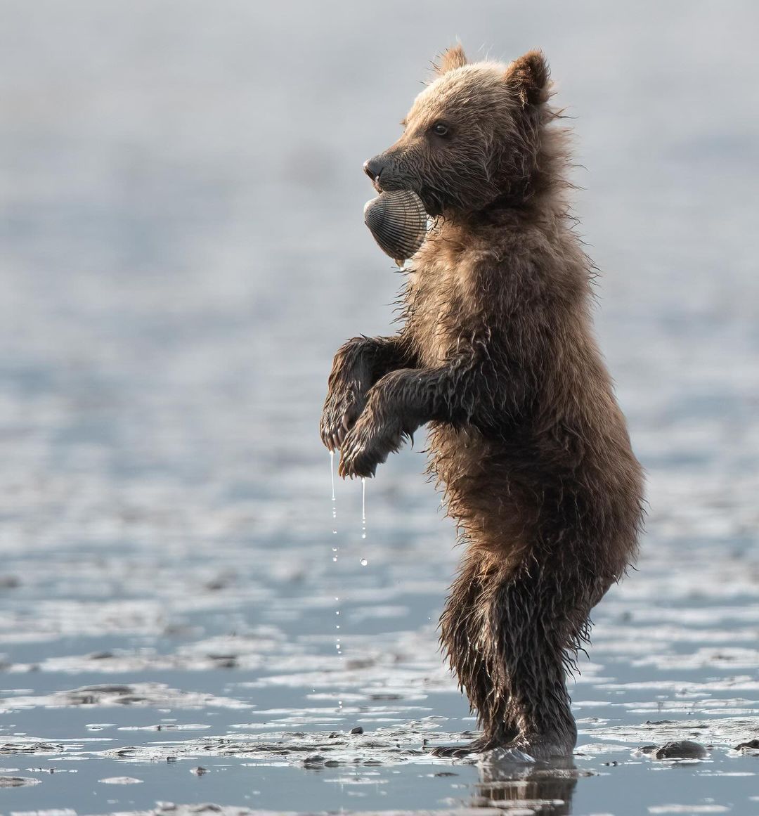 SharingAlaska's tweet photo. "Look what I found!" 🐻 Such a little cutie with his clam prize.
#SharingAlaska by @high_mountain_exposure
#bearcub #babybears #lakeclarknationalpark #brownbears #clamdigging #bearphotography #alaska #naturephotography #wildlifephotography #nikonz9 #alaskalife https://t.co/w0sfKDZtP3