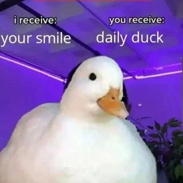 Ducks Make Me Happy tweet media