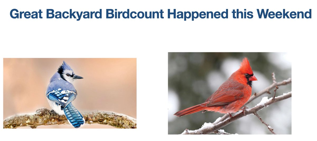 Important topic in my Surface Chemistry class. Not kidding, actually, it's a way to bring up diffraction, iridescence, and nanostructured materials in day-to-day life: blue jay pigments are actually brown, while cardinals are red from carotenoids.