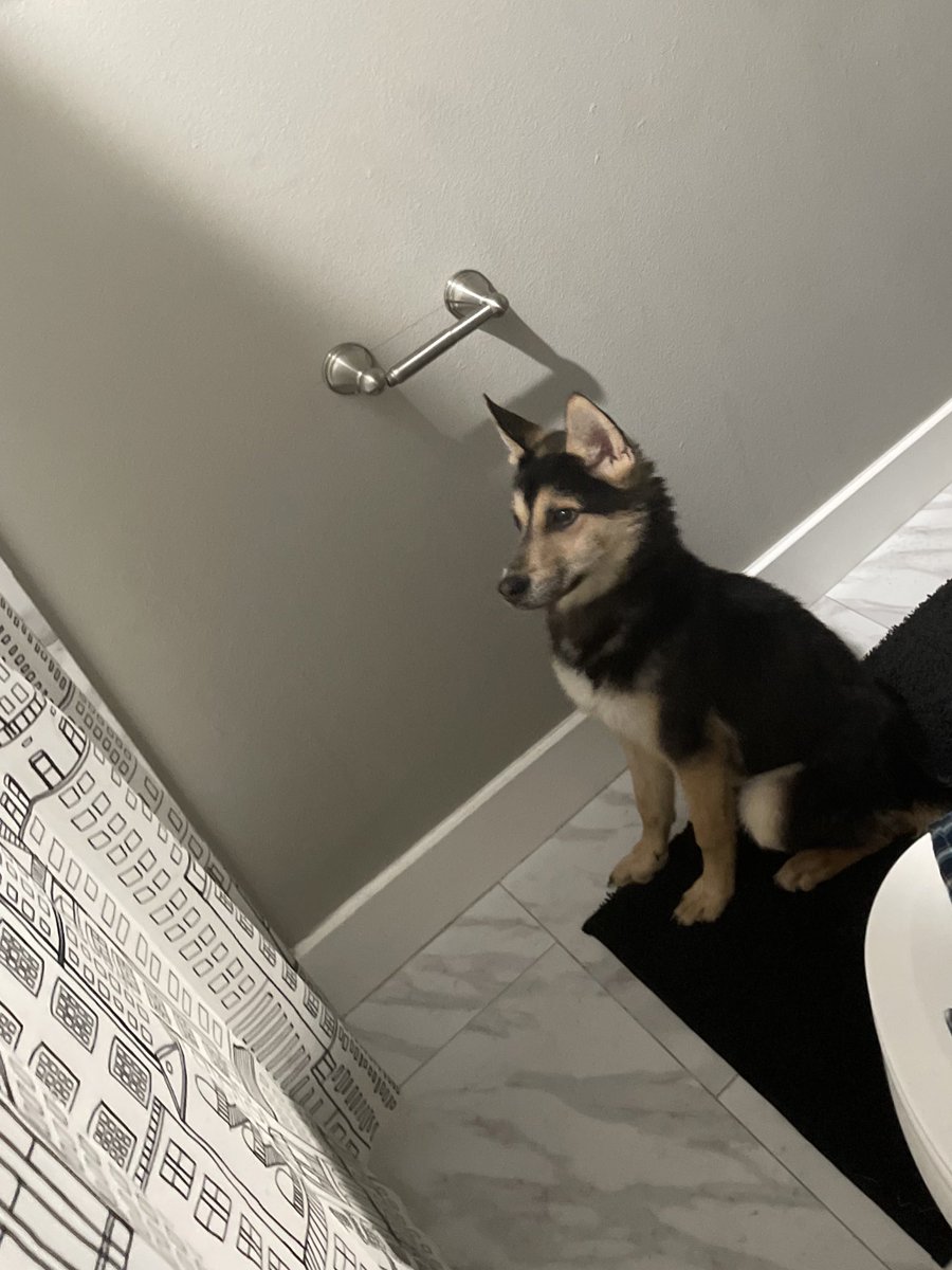theadonismilan's tweet photo. Found a stray husky. He’s such a good boy. Gave him a bath and fed him. Now look at him waiting on me to finish my shower. 😭😭😭💙 (I’m naming him Joey cause of his ears idk) https://t.co/sEHgWco8us