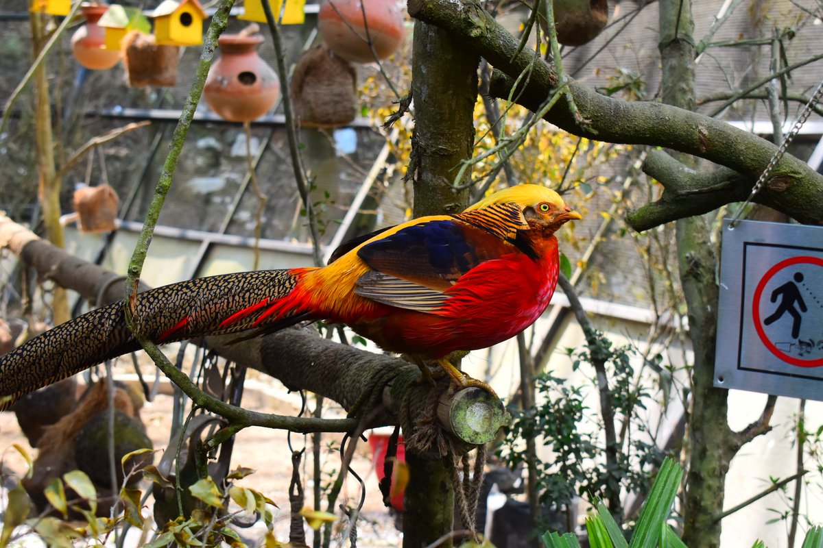 AnkurHa_1's tweet image. কি চৰাই এইটো ? 
 #SidkeongBirdPark
#Pelling
#Sikkim