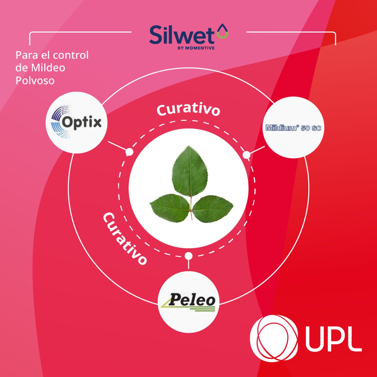 LatamUpl's tweet photo. ¡Cada hoja cuenta! En UPL entendemos la importancia de mantener tus cultivos de rosas en condiciones óptimas. Explora nuestro portafolio de productos para combatir el #MildeoPolvoso y asegurar la salud de tus rosas. 🌹🌱
#UPLLATAM #CultivosSostenibles #Flores #Ornamentales https://t.co/ZqGAdSILqh