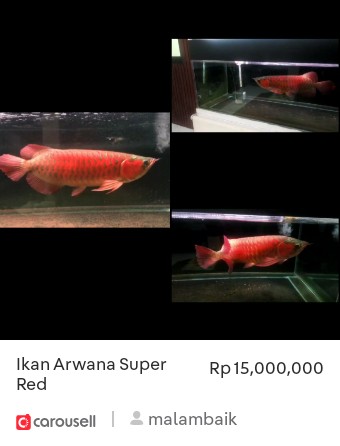 rixdh's tweet photo. Lihat 'Ikan Arwana Super Red', tersedia di Rp 15,000,000 di #Carousell: https://t.co/lmrTADsIAl https://t.co/NjRIgNmteh