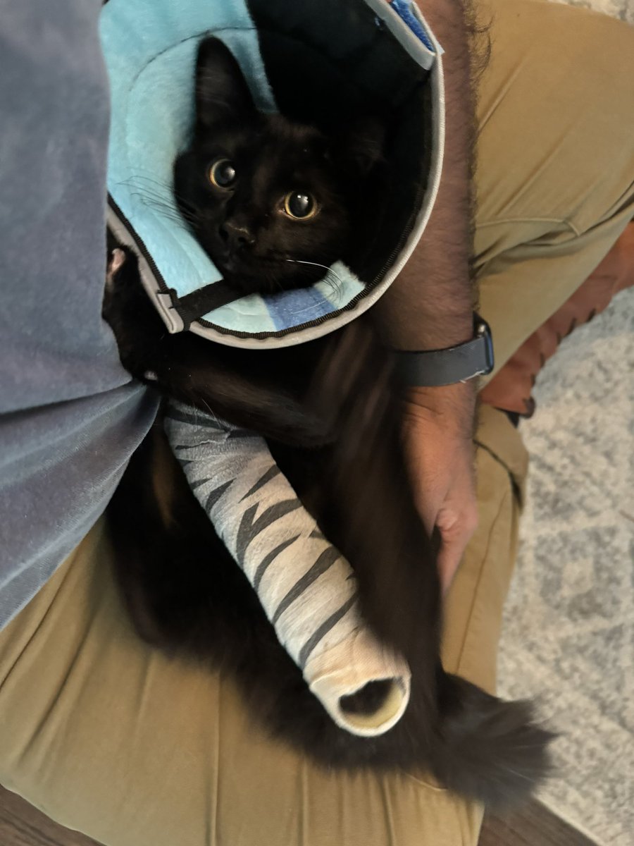 Ckplayer0ne's tweet photo. My poor Dusty jumped off the bed and broke his foot. I cancelled my trip to Chile so I can stay home with him while he heals. Please send some love for my baby boy 🥺 https://t.co/1kYV7AIe4Y