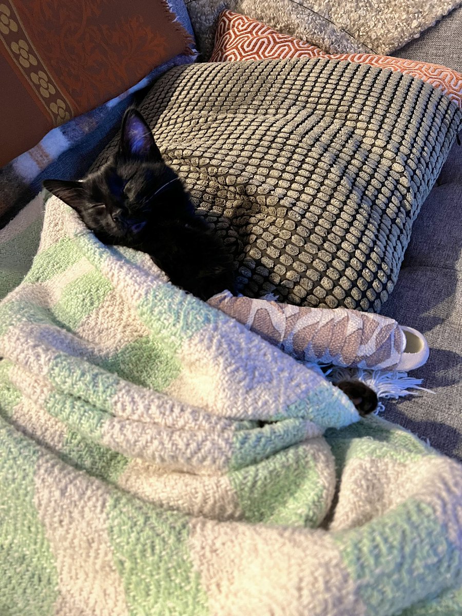 Ckplayer0ne's tweet photo. My poor Dusty jumped off the bed and broke his foot. I cancelled my trip to Chile so I can stay home with him while he heals. Please send some love for my baby boy 🥺 https://t.co/1kYV7AIe4Y
