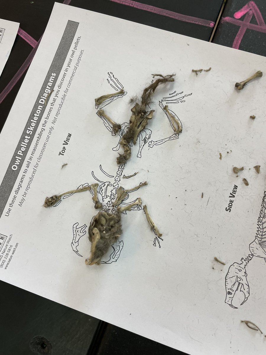 SciTeacherWood's tweet image. Students constructed an ecosystem food web and made hypotheses about what they might find in owl pellets. Then they dissected their owl pellets and reconstructed the prey skeletons! @GeneralsPride @APSscience @WLHSAsstPrinPJ @APSVirginia @APS_STEM @Principal_WLHS #GeneralsSci