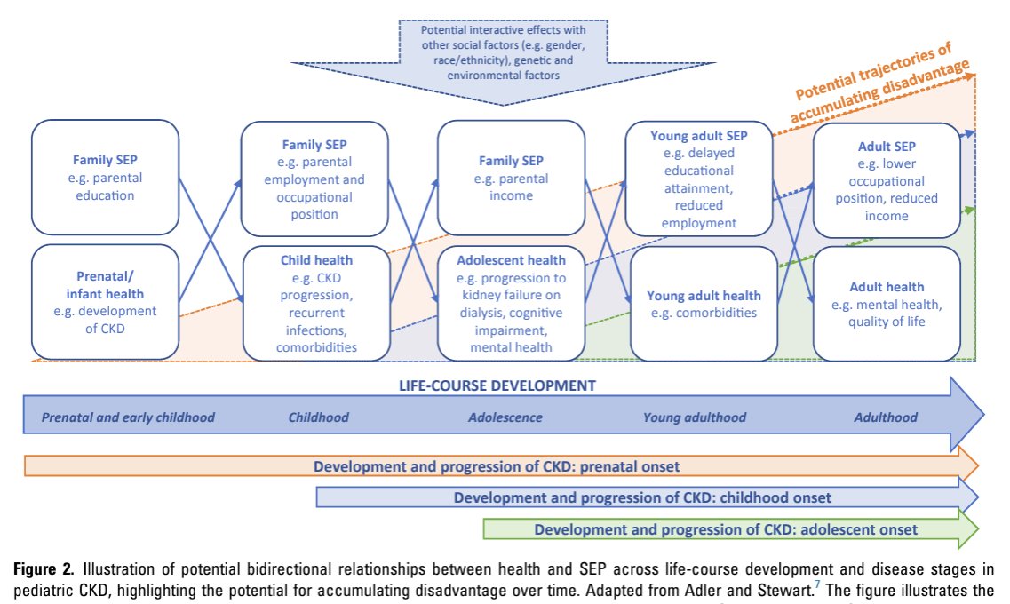 We need a #lifecourse perspective to tackle #healthinequities in kids w/#ckd. Our review @KIReports adapts frameworks from #socialepi to review literature on how #SES impacts child health & how CKD impacts child/family SES #pedneph #nephtwitter #epitwitter doi.org/10.1016/j.ekir…