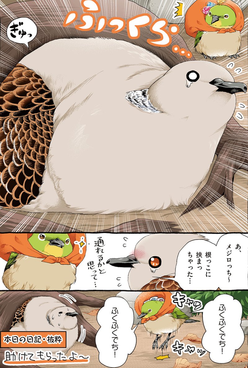 ナイアガラ落とち

#キジバトくん日記 その31 