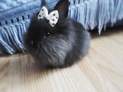 🐇 T A L E H 🐇 tweet media