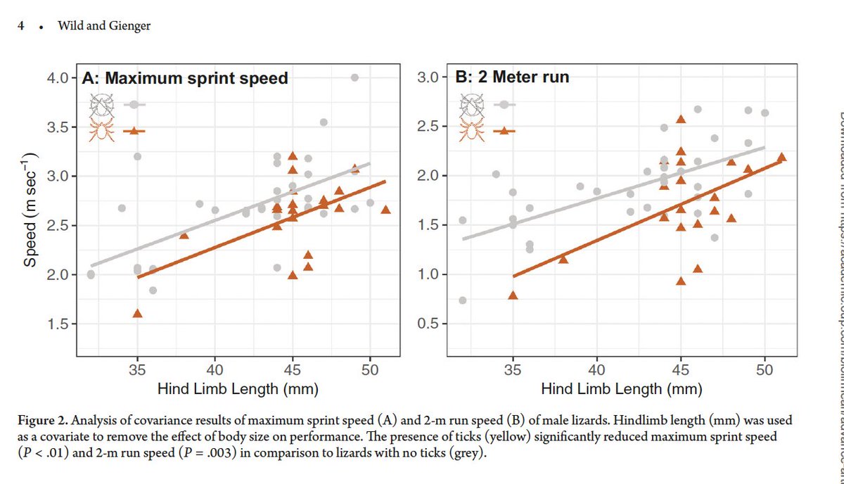 Kristoffer (@thekriswild) on Twitter photo Hot off the press <a href="/BiolJLinnSoc/">Biological Journal of the Linnean Society</a> ! "Tick-tock, racing the clock: parasitism is associated with decreased sprint performance in the Eastern fence lizard". Work from way back where we examined the interplay between tick parasitism and locomotor performance in Eastern fence lizards Hot off the press <a href="/BiolJLinnSoc/">Biological Journal of the Linnean Society</a> ! "Tick-tock, racing the clock: parasitism is associated with decreased sprint performance in the Eastern fence lizard". Work from way back where we examined the interplay between tick parasitism and locomotor performance in Eastern fence lizards