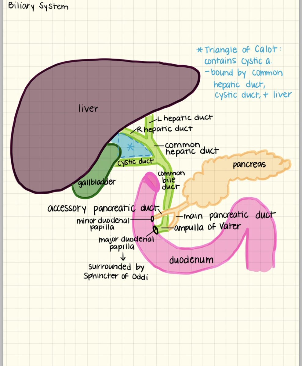 Biliary system by thegreatminimum