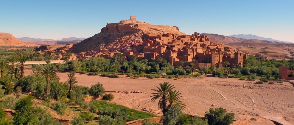 One of eight, the Afares oak from North Africa

#talkingplants #oaks #quercus

talkingplants.blogspot.com/2024/02/afares…