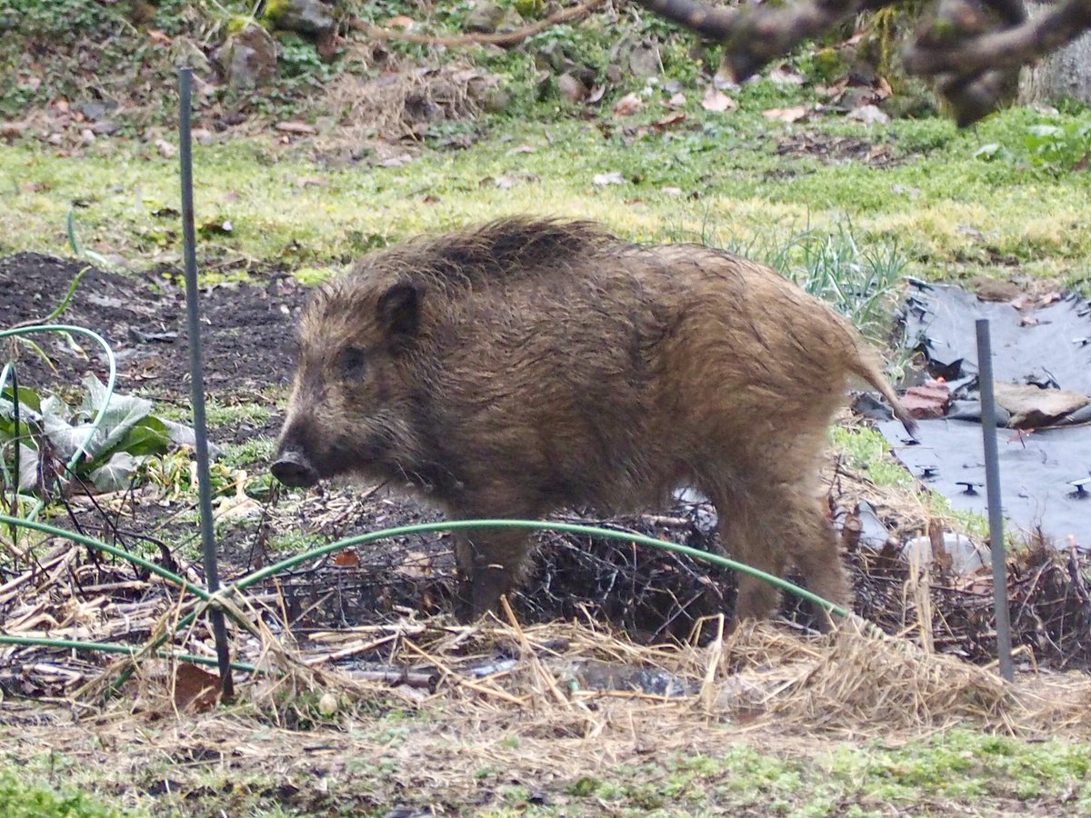 AizuYabanjin tweet media