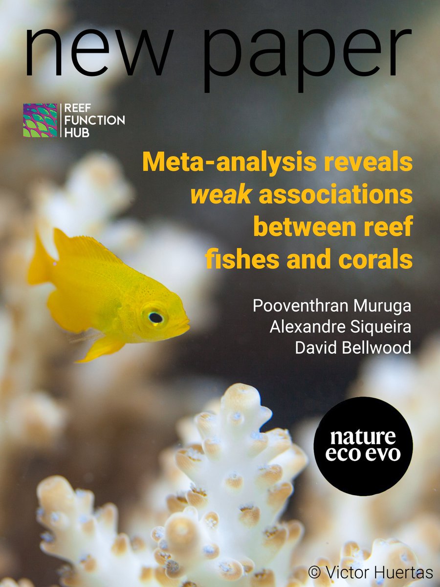 Relationship status change?! ➡️it's complicated🫠

For his 1st PhD chapter, <a href="/Pooven_Muruga/">Pooven Muruga</a> reassesses the relationship between reef fishes and hard corals
🐠🪸

With co-authors <a href="/SiqueiraAleC/">Alexandre C Siqueira</a> &amp; <a href="/bellwoodlab/">The Bellwood Lab</a>, find this #NewPaper in <a href="/NatureEcoEvo/">NatureEcoEvo</a>

doi.org/10.1038/s41559…
🧵➡️(1/6)