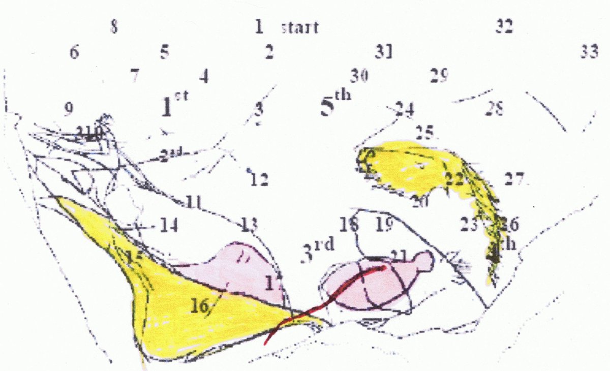 ASymbologist's tweet photo. Dr. Enzmann translated ice age inscriptions. Thousands of them. This is a good example - the yellow shape labeled #16 is a female. This shape shows up in almost every inscription there is.
#prehistory #symbols #iceages #caveart #thesymbologist https://t.co/V3FKgJzYth