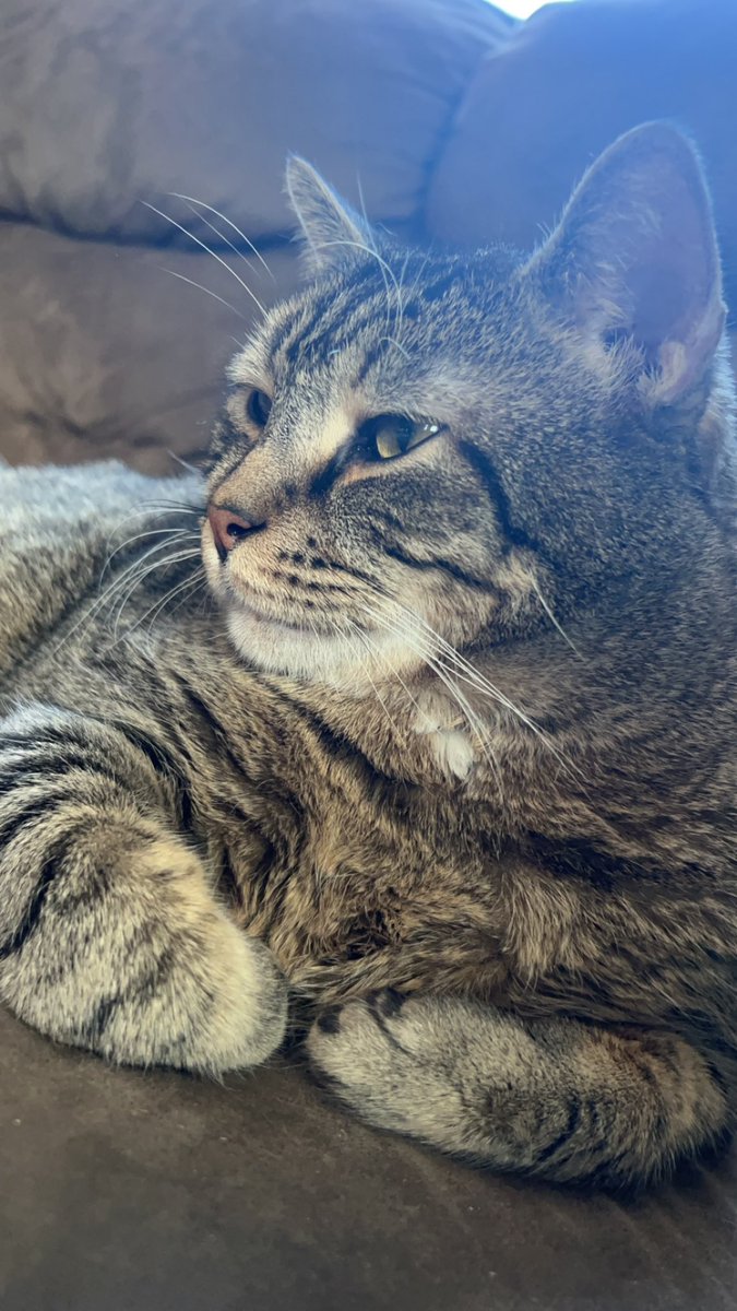 CodeNameLore's tweet image. My boys 🤍🤍