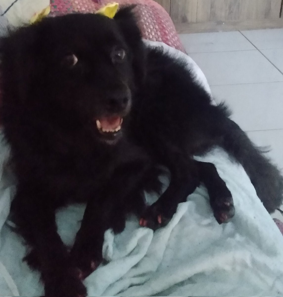 saguille's tweet photo. Adotei a Ritinha ontem e já tô a própria Rosa Dias #BB99 falando do Arlo: "Eu estou com ele há 6h e já mataria todos vocês e depois me mataria por ela" https://t.co/ixW73XaWuh
