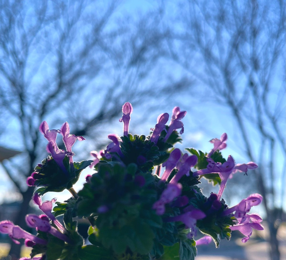 PeaceVibesPromo's tweet image. ✌️