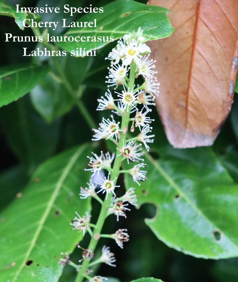 TTNewbridge's tweet image. Cherry Laurel
Prunus laurocerasus
Labhras silíní

This #invasive evergreen shrub, has oblong leaves, white flowers &amp;amp; purple-black fruits.

Once established it will outcompete native species.

Spread by birds consuming the berries, or by suckers.

Common in woodland &amp;amp; gardens.