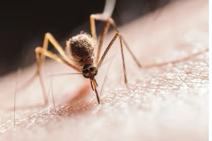 porqueTTarg's tweet image. “Mosquitos mutantes”: 

Porque desde el CONICET aseguraron que la invasión de mosquitos en el AMBA se extenderá &quot;por unos 20 días&quot; y explicaron que la nueva variante &quot;pica más fuerte&quot; porque es &quot;oriunda del campo&quot; y está adaptada a alimentarse de sangre de mamíferos &quot;de piel más…