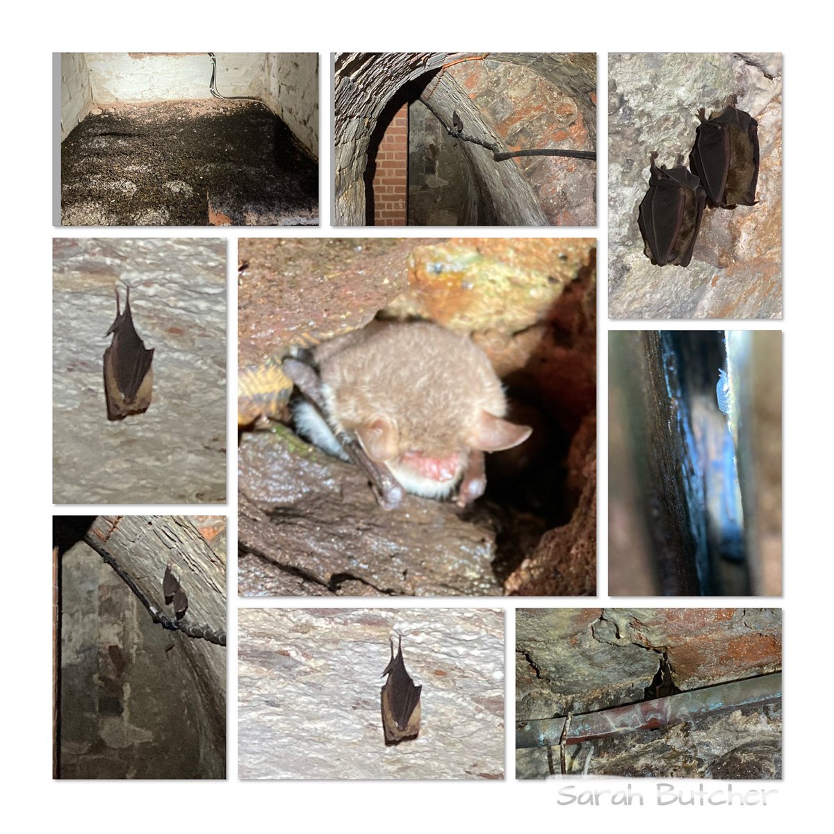 An encouraging number of bats during today’s @BCT_NBMP hibernation survey at @NTKillerton. For the first time we found a Natterers bat, as well as the usual Lesser and Greater horseshoes and tree-roosting pips.