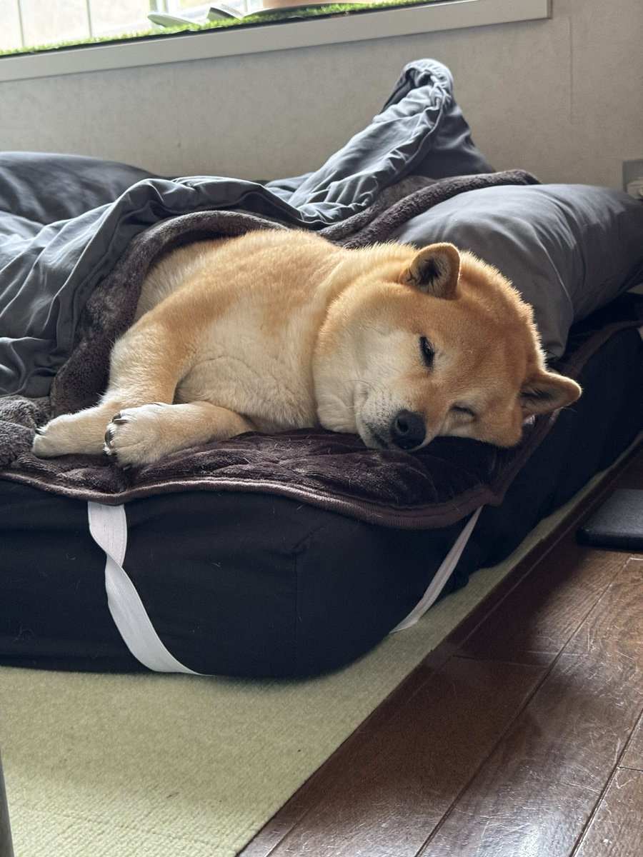 布団に溶け込もうとしているイッヌ🐶
#おもちさんの日常