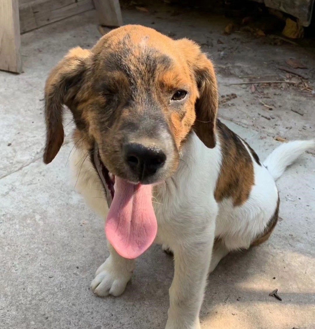 eltuitdemarsh's tweet image. Hércules lleva meses esperando por una familia, pero nadie pregunta por él por sólo tener un ojito. Es muy tranquilo, regalón y cariñoso. Se encuentra desparasitado y con sus vacunas al día. Necesita mucho de una familia. Si deseas adoptarlo, comunicate al +56934801933. Favor RT!