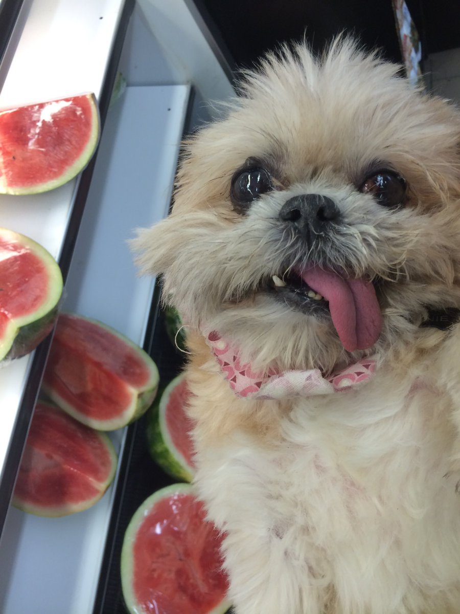 MarnieTheDog's tweet photo. Day 136. https://t.co/gbeueiZYlC