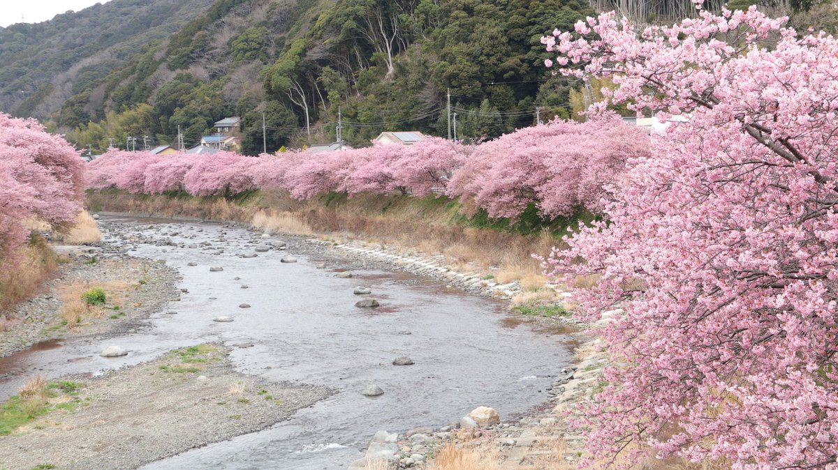 Nin650G's tweet photo. 河津桜をみに伊豆へ

#河津桜まつり 
#河津桜 
#河津町 
#伊豆 
#Kawasaki 
#Ninja1000SX https://t.co/0fKfmeB5zT
